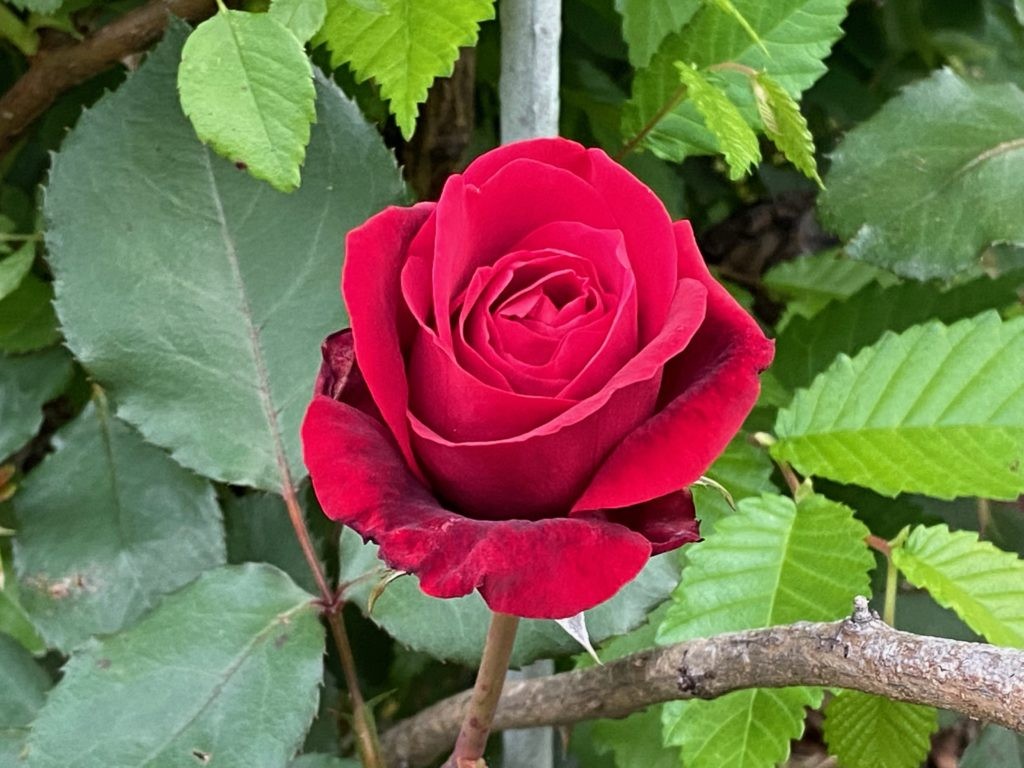 First roses bloom 2021